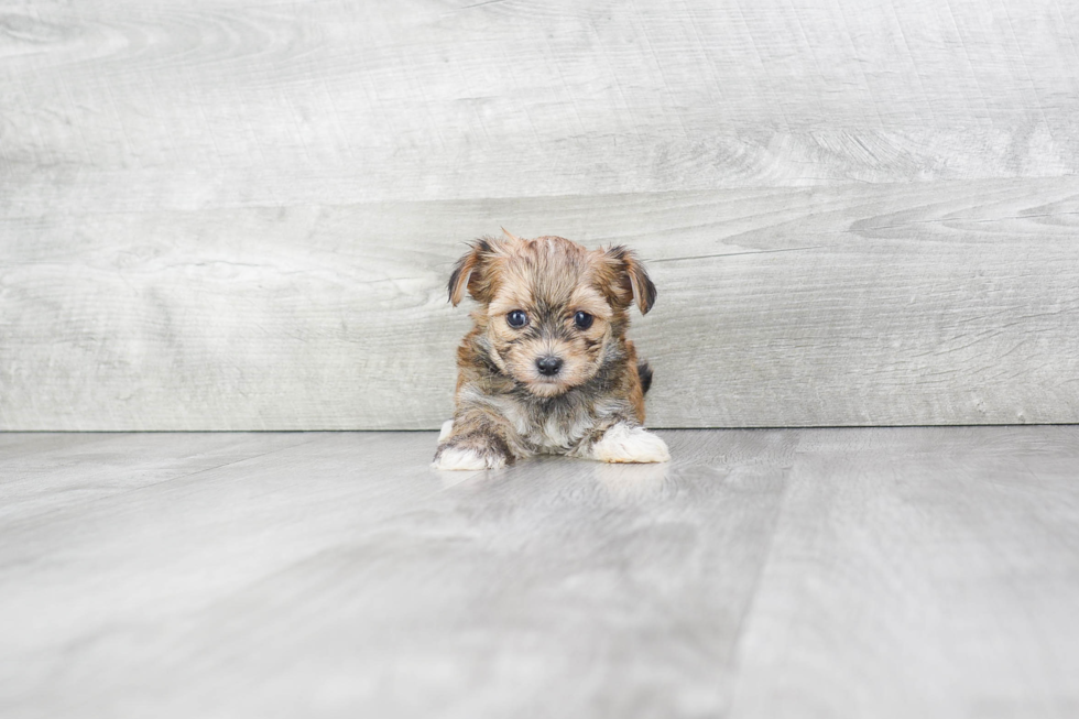 Hypoallergenic Yorkie Designer Puppy