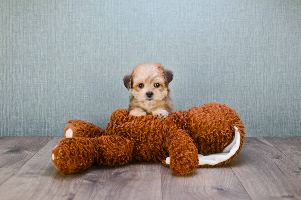 Morkie Puppy for Adoption