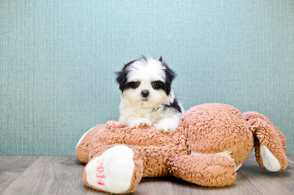 Teddy Bear Puppy for Adoption