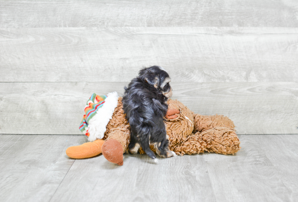 Morkie Puppy for Adoption