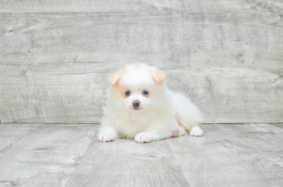 Smart Pomeranian Purebred Puppy