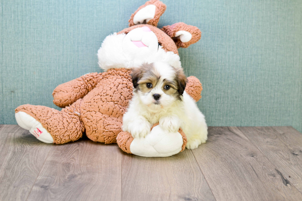 Hypoallergenic Shitzu Designer Puppy