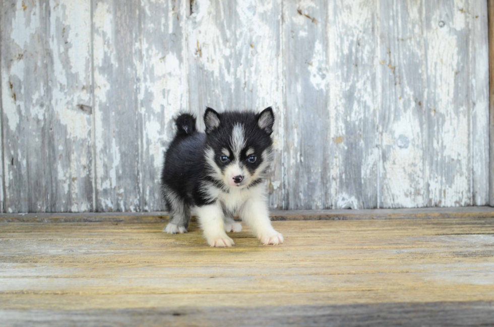 Pomsky Pup Being Cute