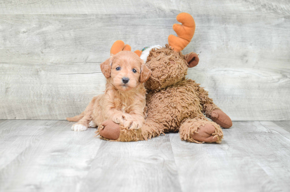 Little Cockerpoo Poodle Mix Puppy