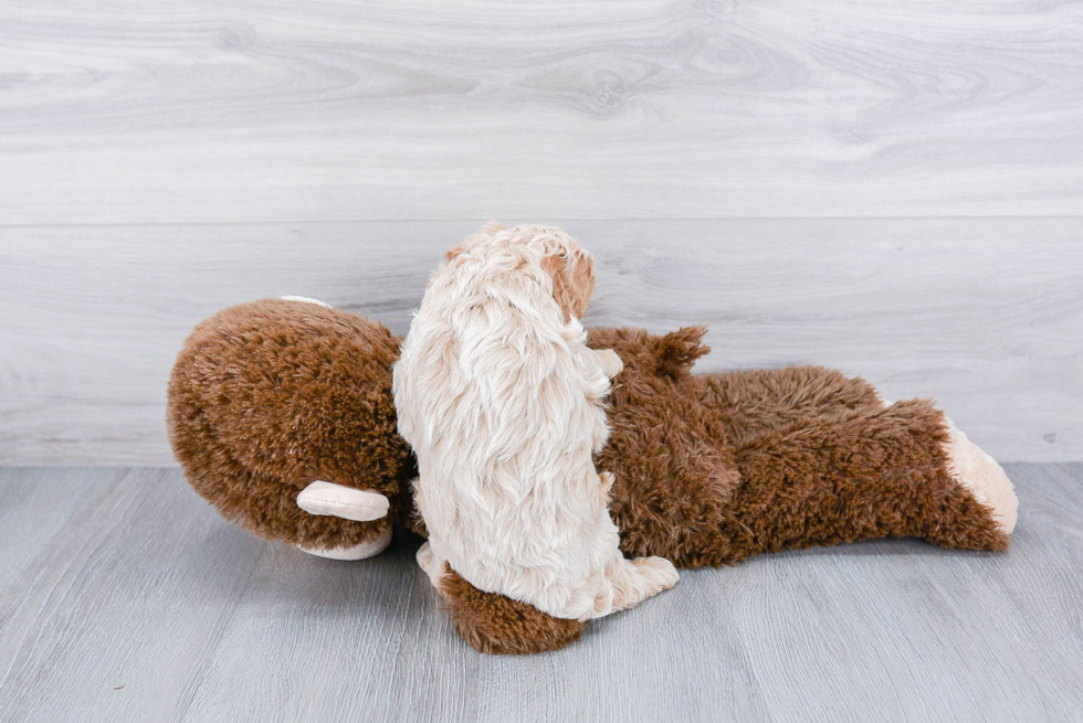 Cockapoo Puppy for Adoption