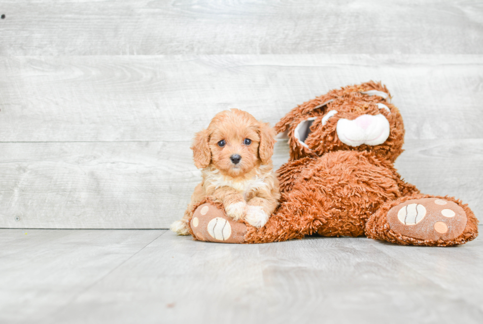 Cavapoo Pup Being Cute