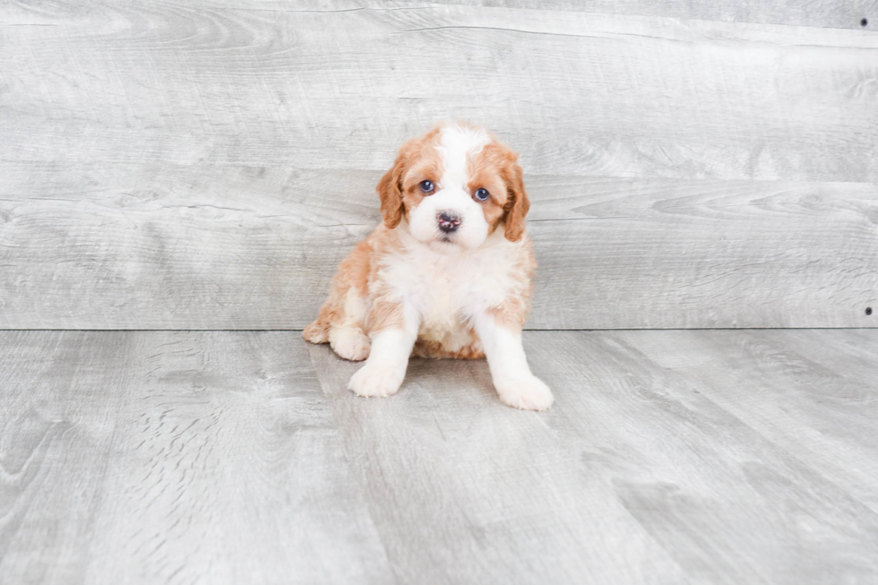 Mini Bernedoodle Puppy for Adoption