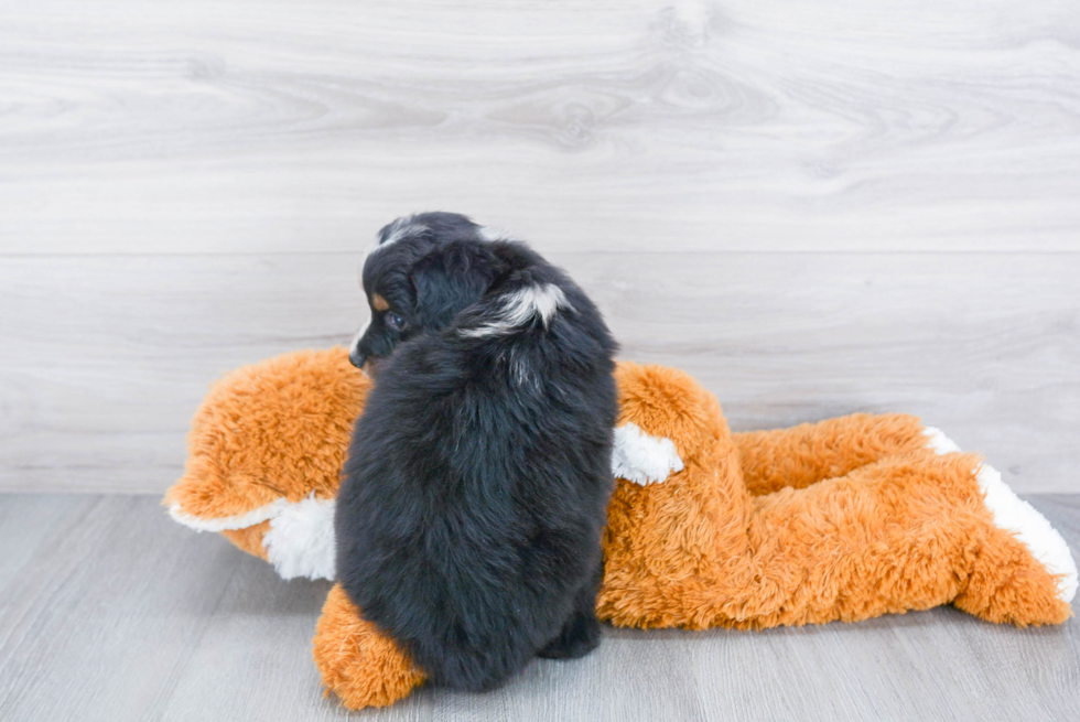 Hypoallergenic Aussiepoo Poodle Mix Puppy
