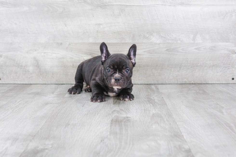 French Bulldog Puppy for Adoption