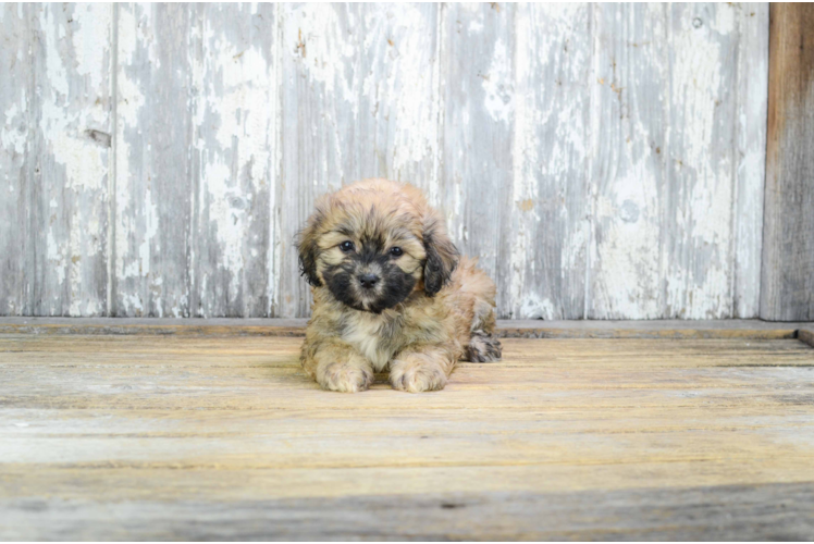 Best Teddy Bear Baby