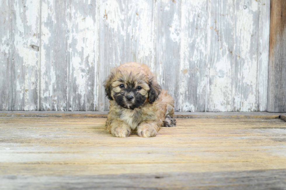 Best Teddy Bear Baby