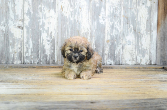 Best Teddy Bear Baby