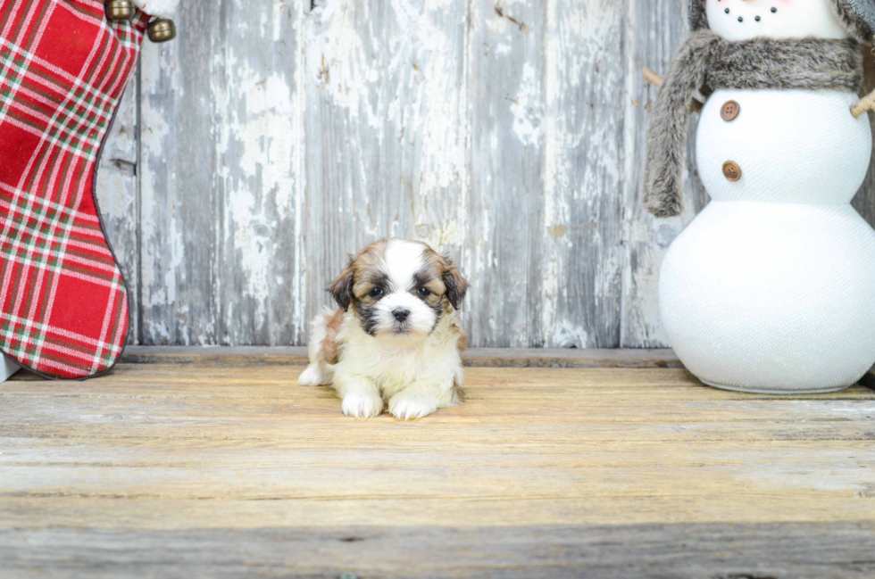 Playful Shi Chon Designer Puppy