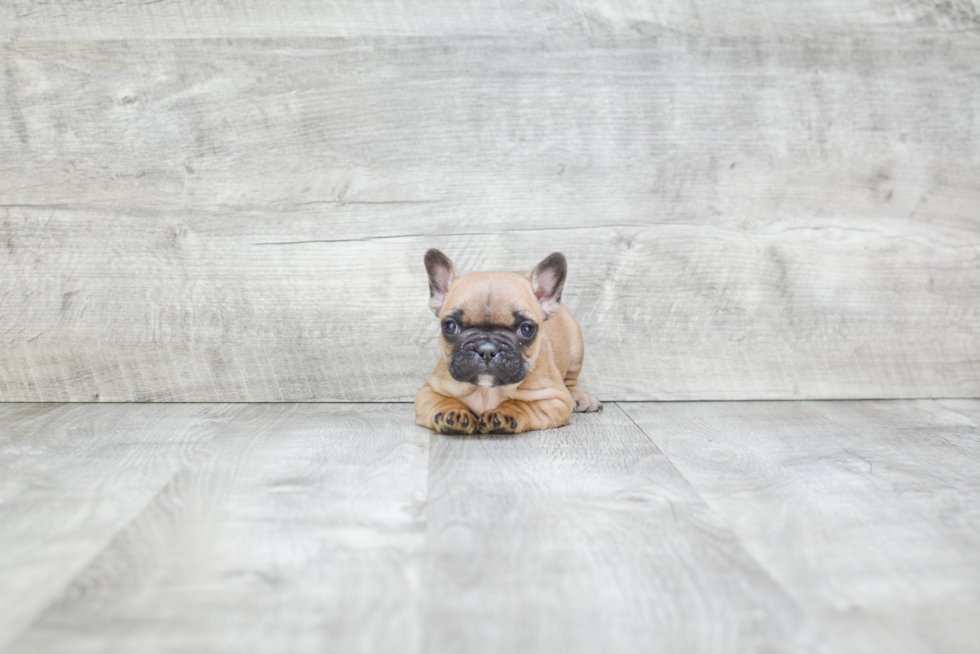 Small French Bulldog Baby