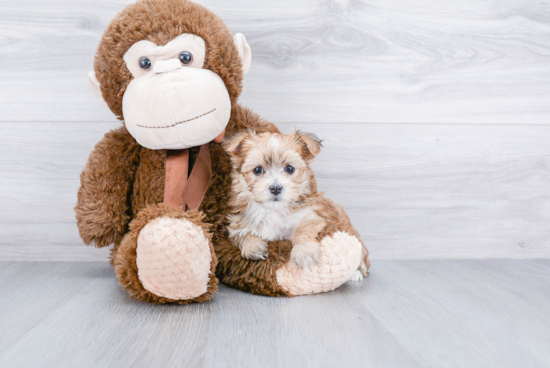 Morkie Pup Being Cute