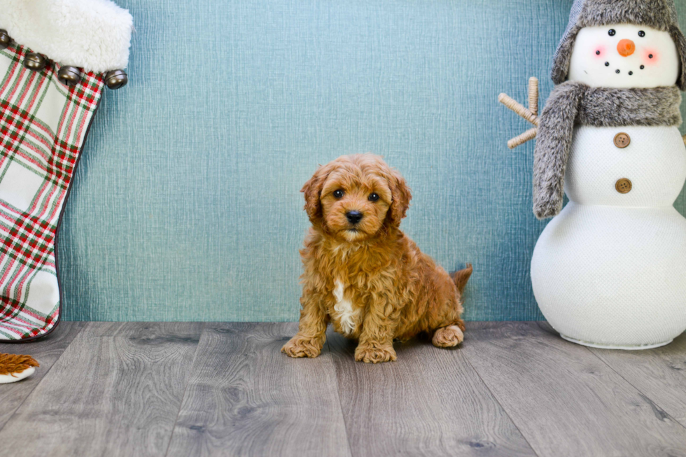 Little Golden Retriever Poodle Mix Puppy