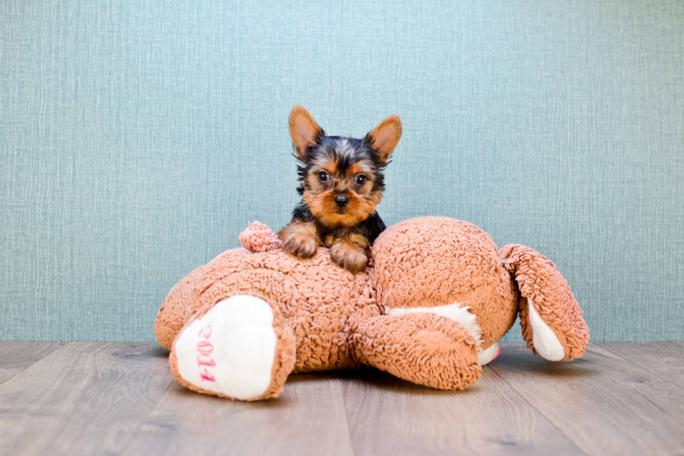 Meet  Joey - our Yorkshire Terrier Puppy Photo 