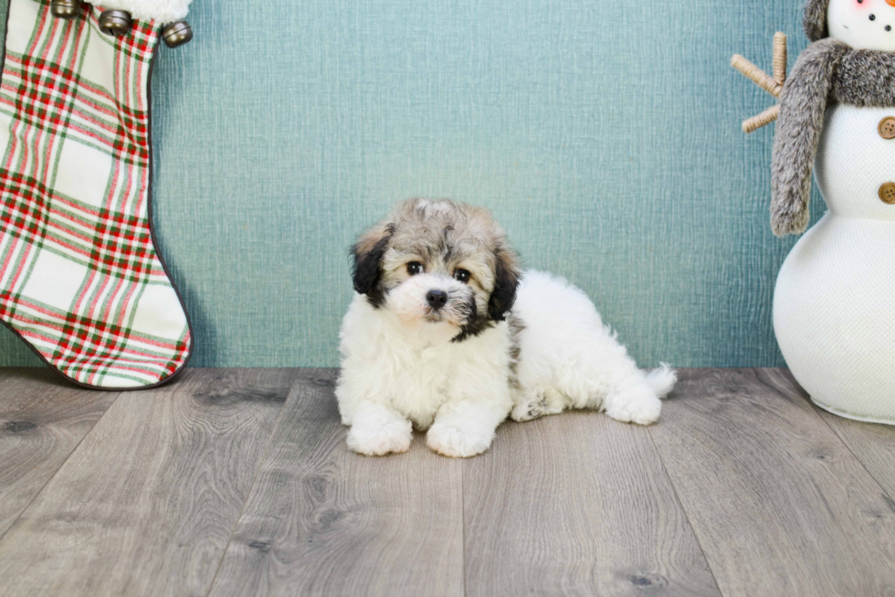Funny Havanese Purebred Pup