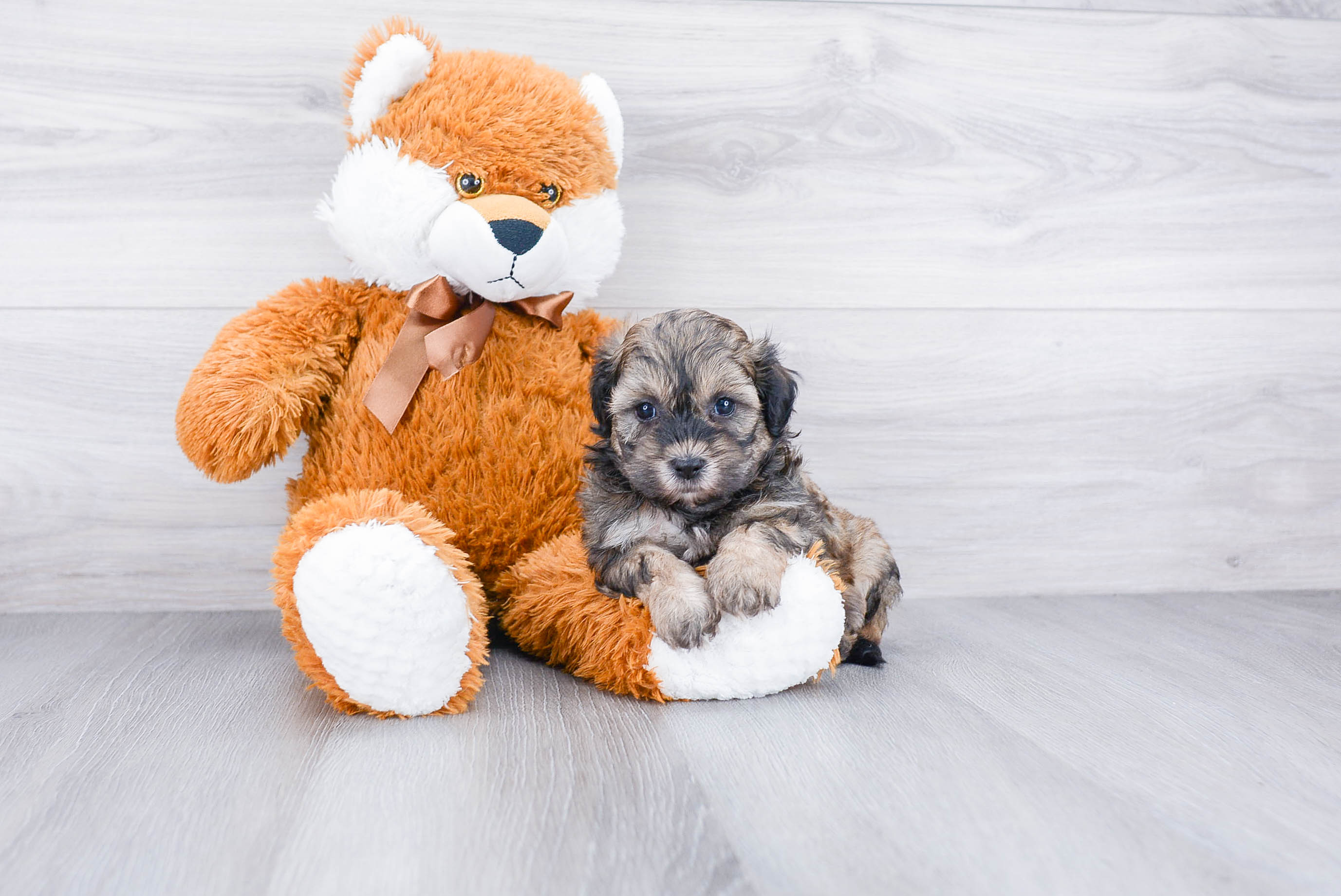 Fluffy Teddy Bear Designer Pup