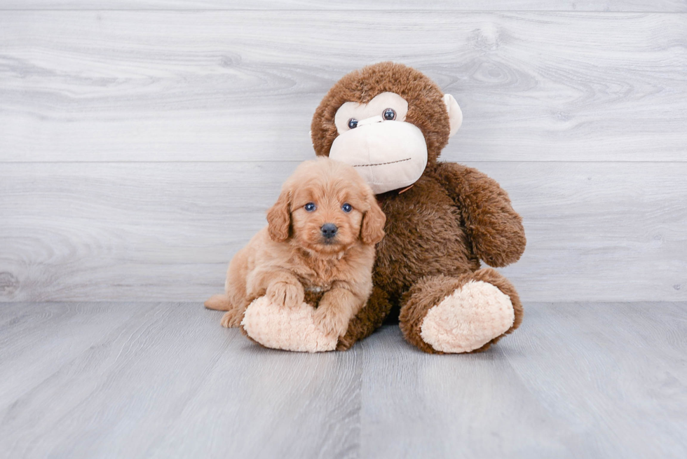 Mini Goldendoodle Pup Being Cute
