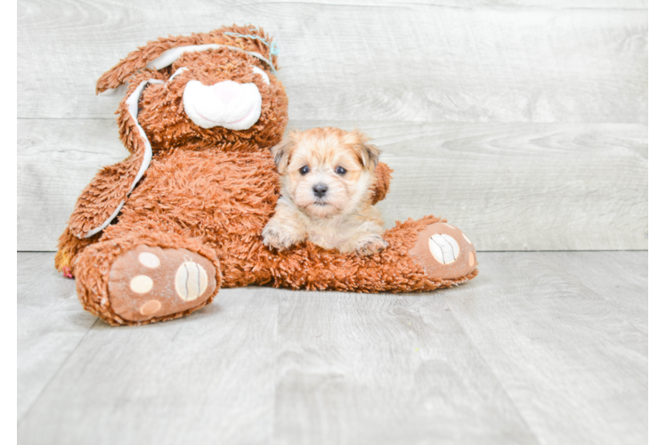 Funny Morkie Designer Pup