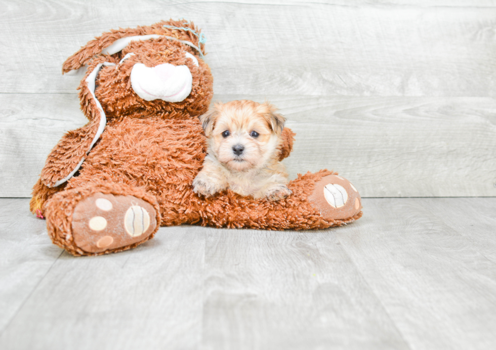 Funny Morkie Designer Pup