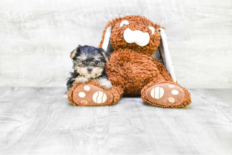 Morkie Pup Being Cute