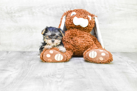 Morkie Pup Being Cute
