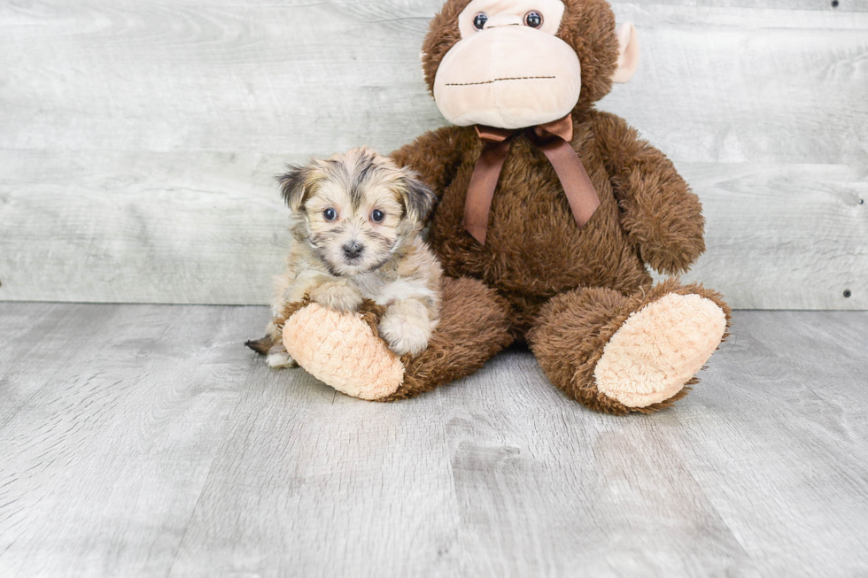 Petite Morkie Designer Pup