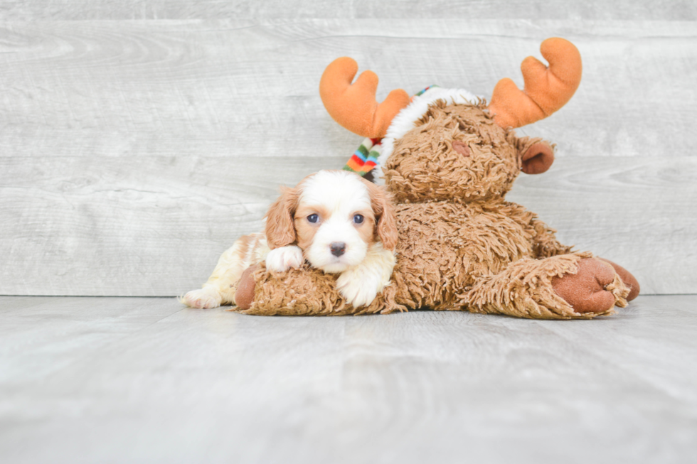 Cavalier King Charles Spaniel Puppy for Adoption