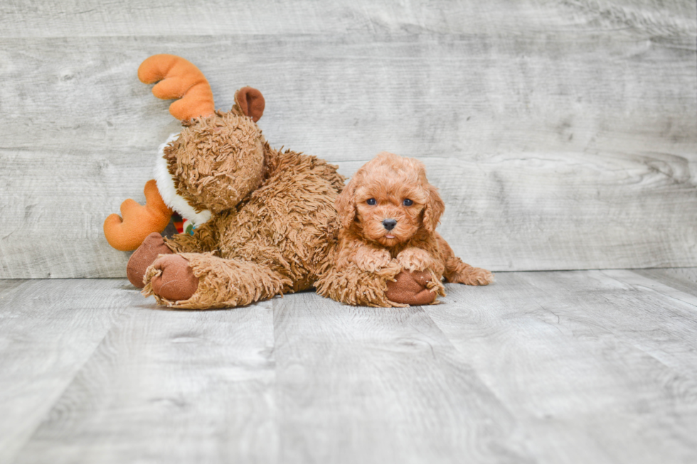 Petite Cavapoo Poodle Mix Pup