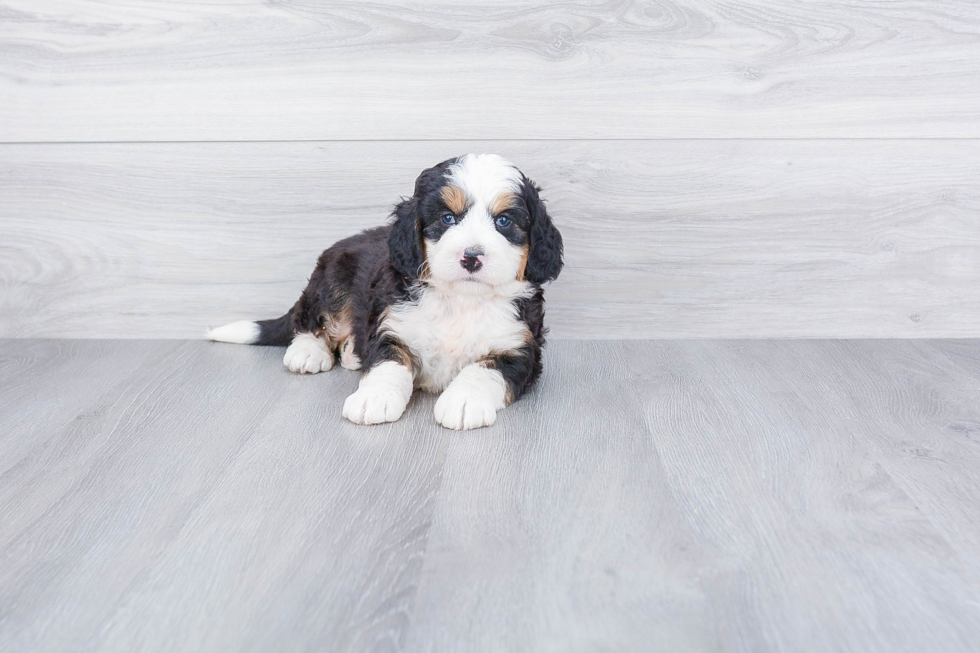 Best Mini Bernedoodle Baby