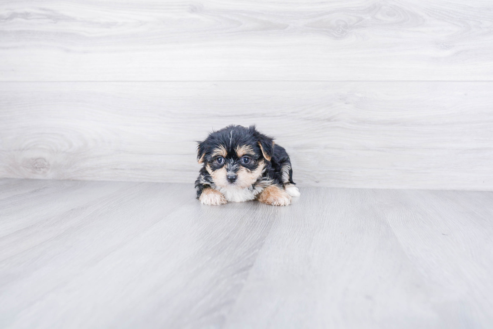 Small Morkie Baby