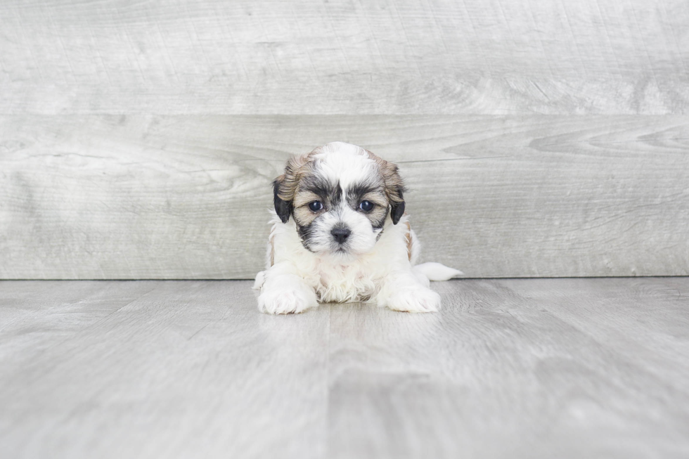 Teddy Bear Puppy for Adoption