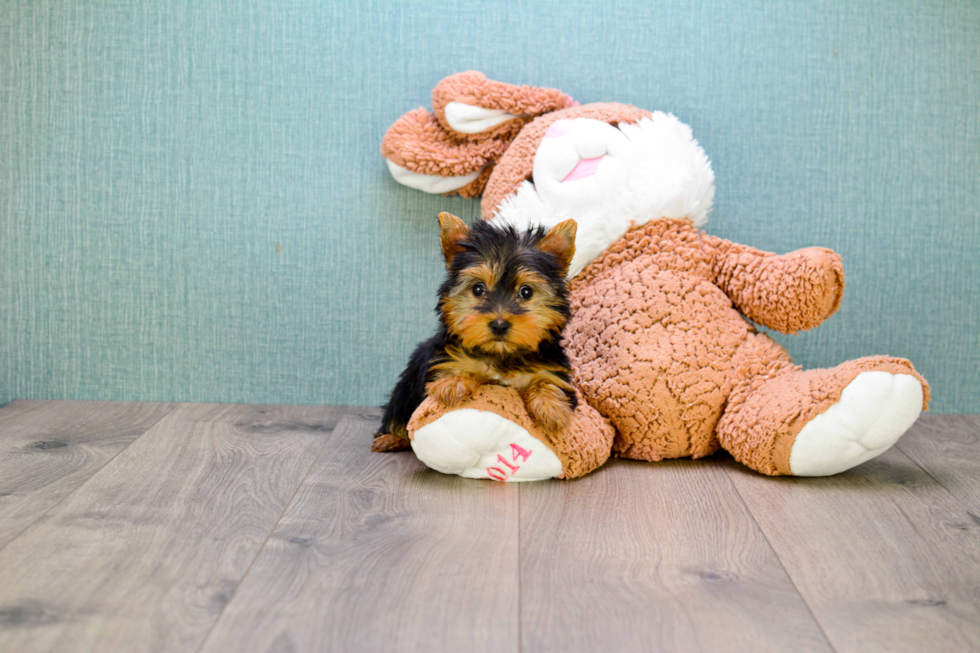 Meet Tinkerbell - our Yorkshire Terrier Puppy Photo 