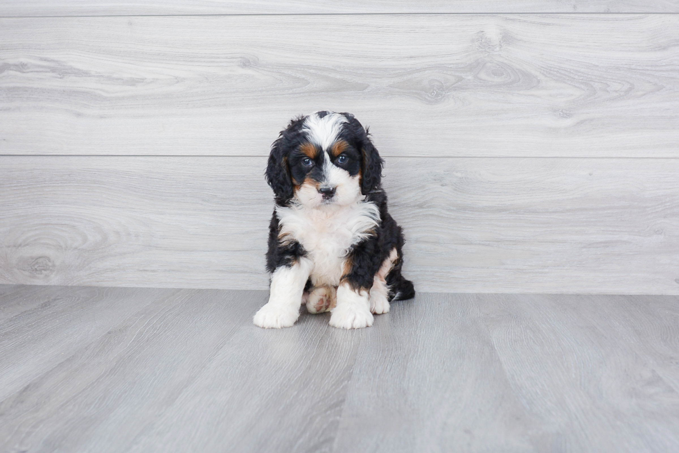 Mini Bernedoodle Pup Being Cute