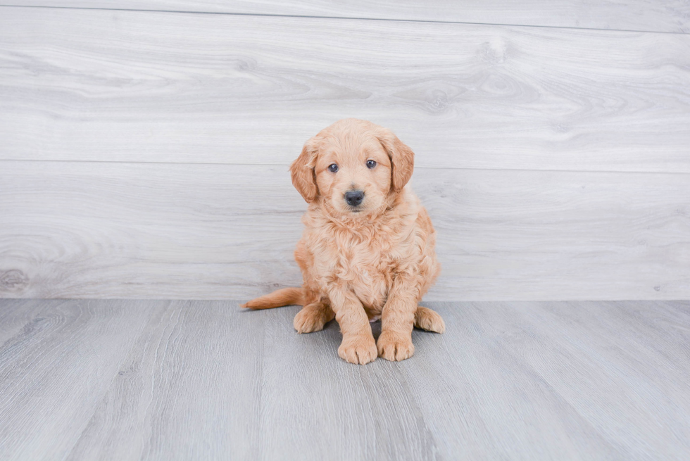 Mini Goldendoodle Pup Being Cute