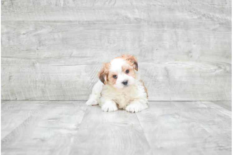 Hypoallergenic Yorkie Designer Puppy