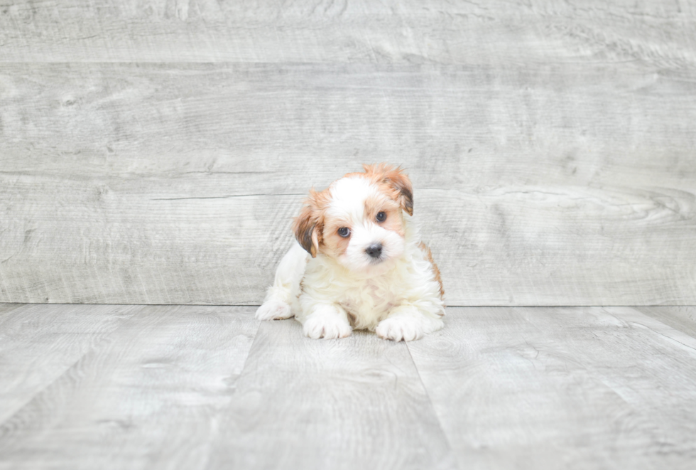 Hypoallergenic Yorkie Designer Puppy