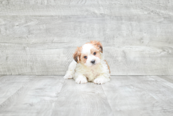 Hypoallergenic Yorkie Designer Puppy