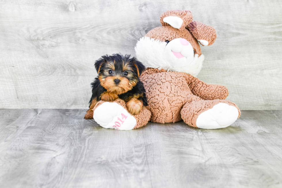 Meet Timmy - our Yorkshire Terrier Puppy Photo 