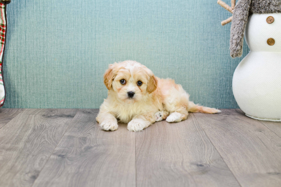 Hypoallergenic Cavalier Designer Puppy