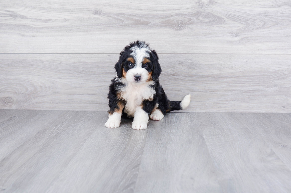 Mini Bernedoodle Pup Being Cute
