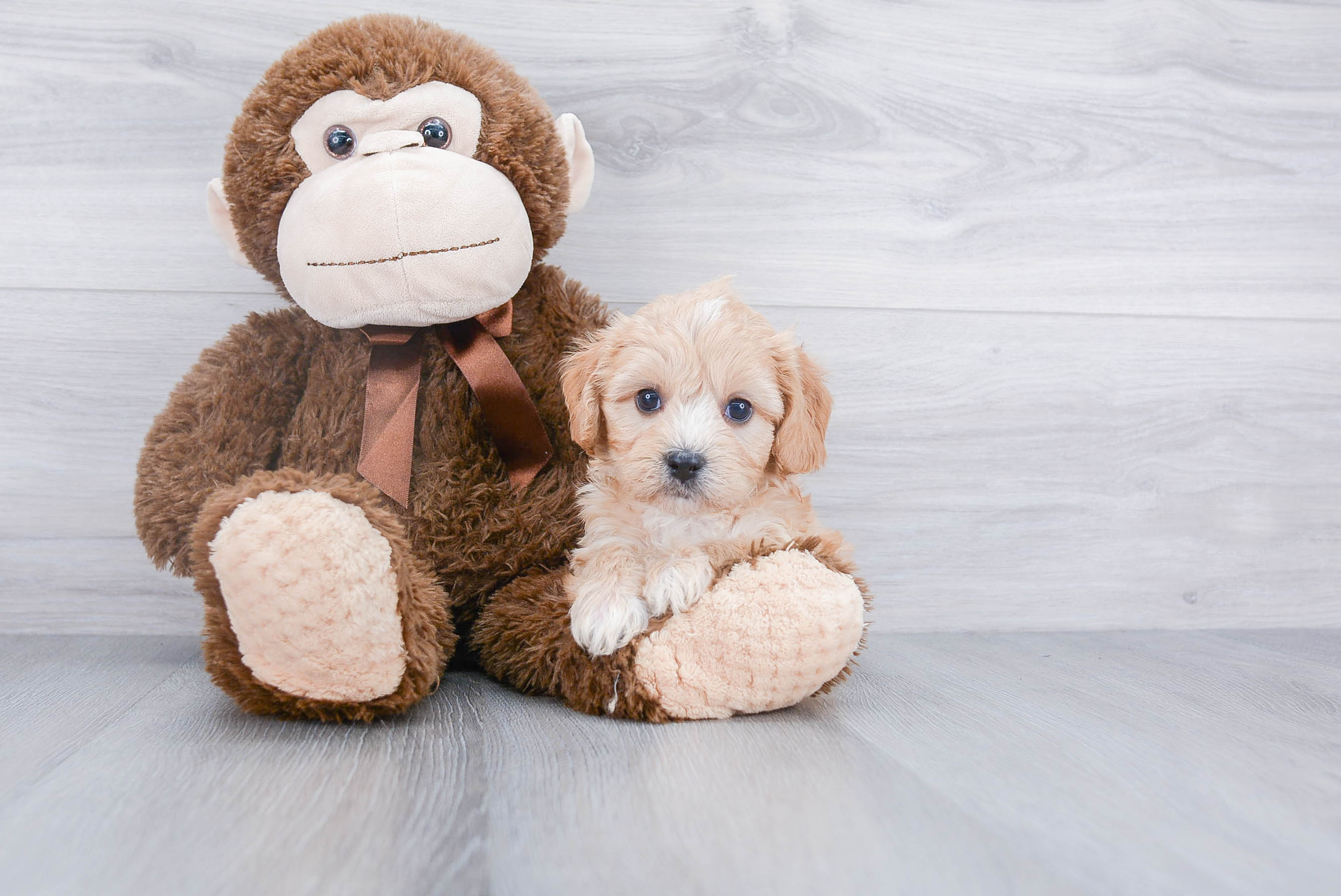 Best Cavachon Baby