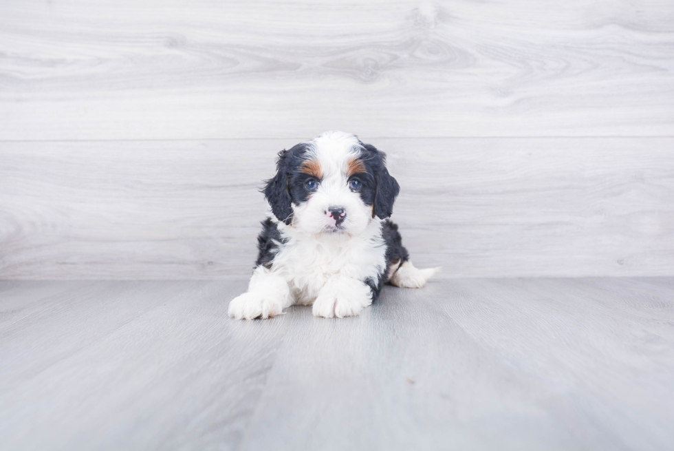 Small Mini Bernedoodle Baby