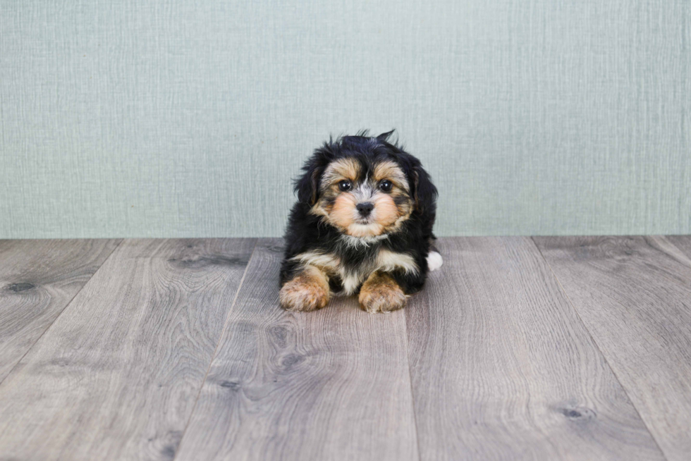 Smart Morkie Designer Pup
