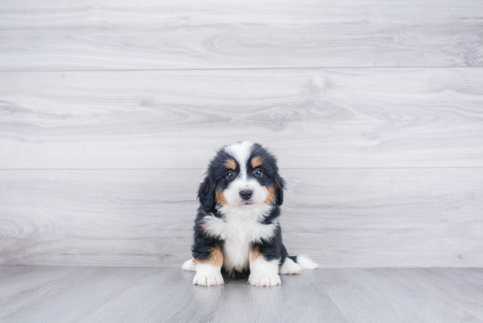 Happy Mini Bernedoodle Baby