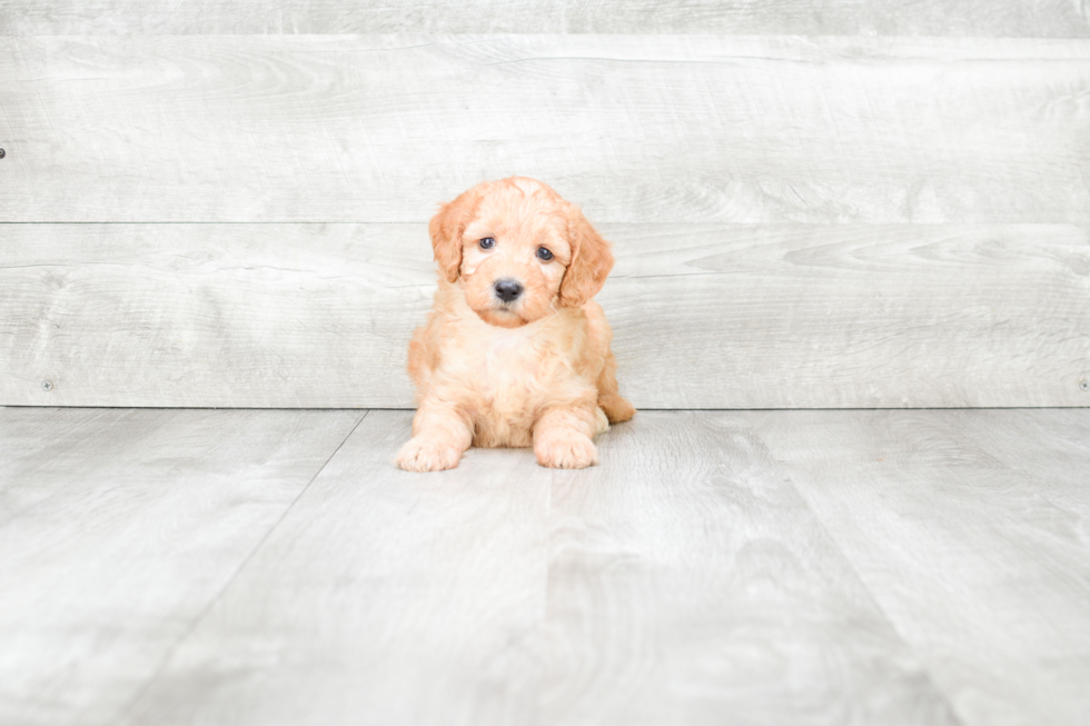 Adorable Golden Retriever Poodle Mix Puppy