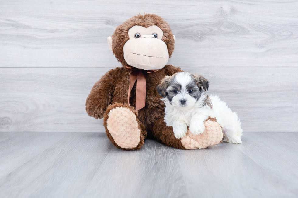 Petite Teddy Bear Designer Pup