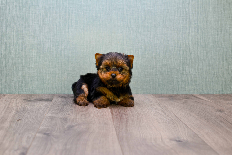 Meet Heidi - our Yorkshire Terrier Puppy Photo 